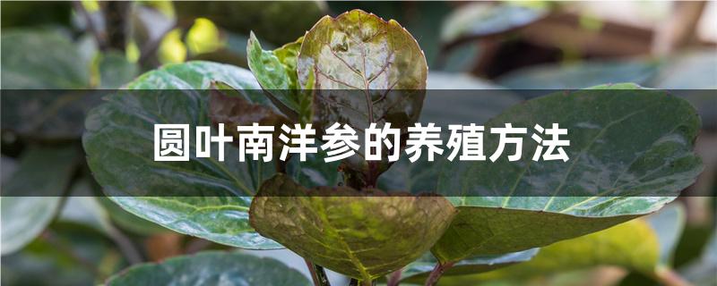 圆叶南洋参的养殖方法 圆叶南洋参的养殖方法