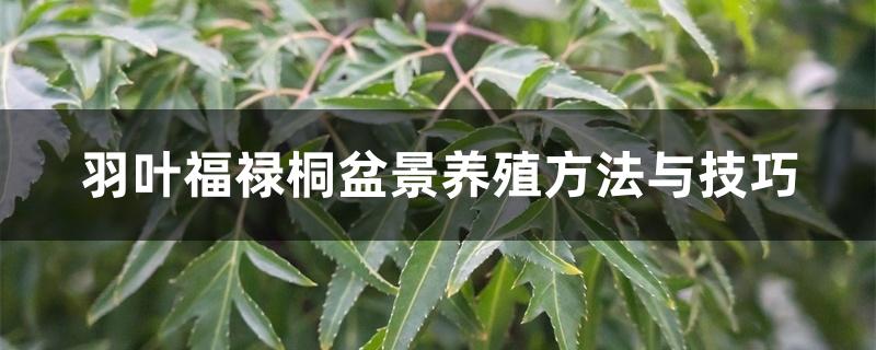 羽叶福禄桐盆景养殖方法与技巧 羽叶福禄桐盆景养殖方法与技巧