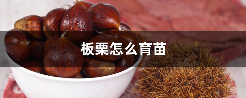 板栗怎么育苗 板栗怎么育苗