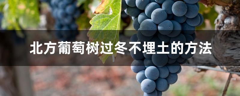 北方葡萄树过冬不埋土的方法 北方葡萄树过冬不埋土的方法