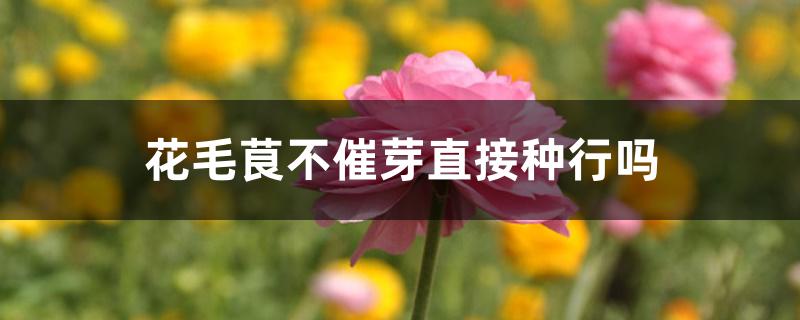 花毛茛不催芽直接种行吗 花毛茛不催芽直接种行吗