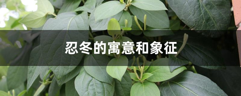 忍冬的寓意和象征 忍冬的寓意和象征