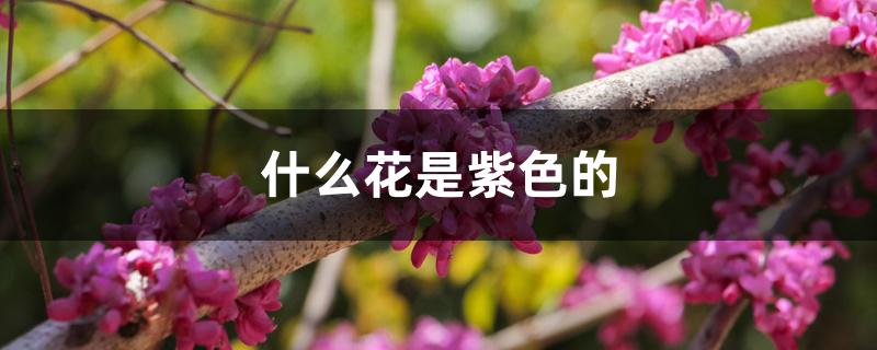 什么花是紫色的 什么花是紫色的