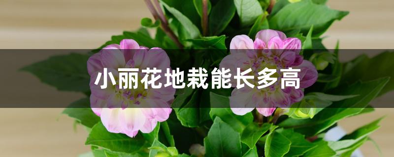 小丽花地栽能长多高 小丽花地栽能长多高