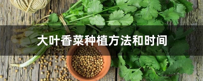 大叶香菜种植方法和时间
