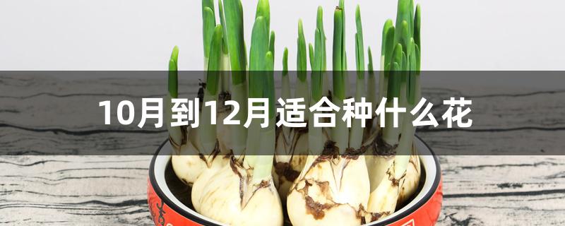 10月到12月适合种什么花 10月到12月适合种什么花