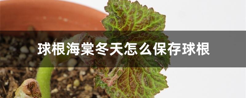 球根海棠冬天怎么保存球根 球根海棠冬天怎么保存球根