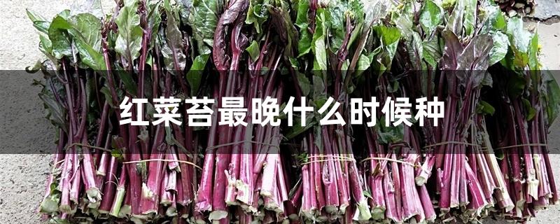 红菜苔最晚什么时候种 红菜苔最晚什么时候种