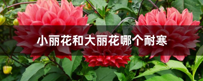 小丽花和大丽花哪个耐寒 小丽花和大丽花哪个耐寒