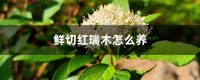 鲜切红瑞木怎么养 鲜切红瑞木怎么养