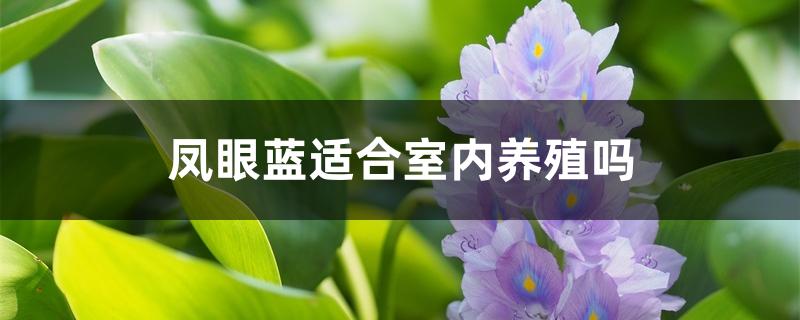 凤眼蓝适合室内养殖吗 凤眼蓝适合室内养殖吗