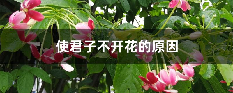 使君子不开花的原因 使君子不开花的原因