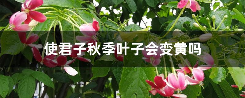 使君子秋季叶子会变黄吗 使君子秋季叶子会变黄吗