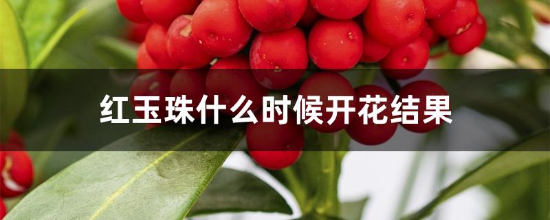 红玉珠什么时候开花结果 红玉珠什么时候开花结果