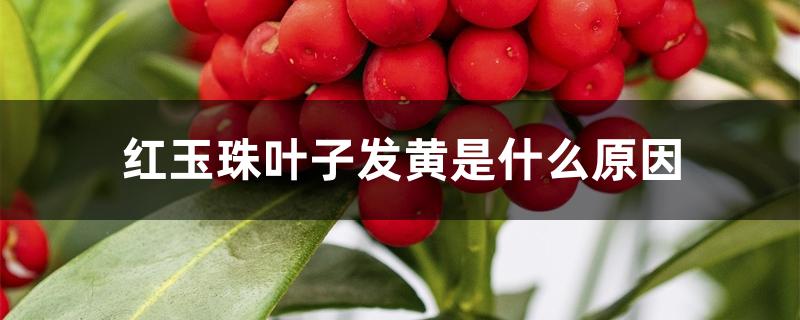 红玉珠叶子发黄是什么原因 红玉珠叶子发黄是什么原因