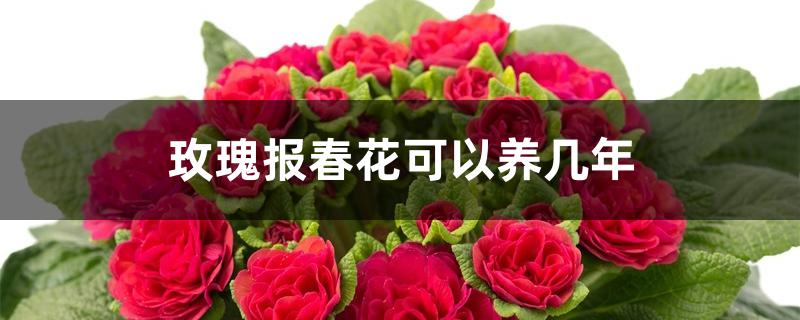 玫瑰报春花可以养几年