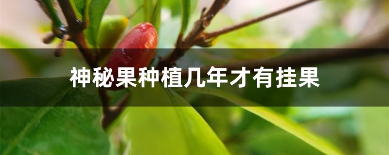 神秘果种植几年才有挂果 神秘果种植几年才有挂果