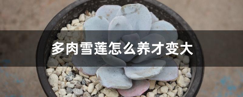 多肉雪莲怎么养才变大