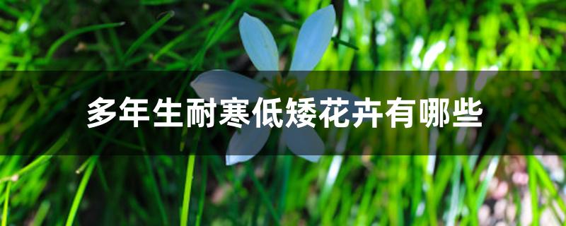 多年生耐寒低矮花卉有哪些 多年生耐寒低矮花卉有哪些
