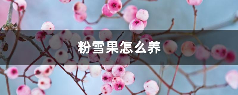 粉雪果怎么养 粉雪果怎么养