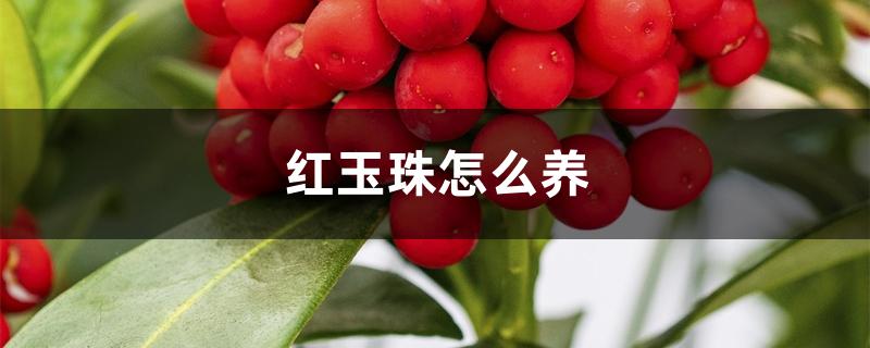 红玉珠怎么养 红玉珠怎么养