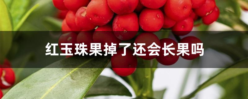 红玉珠果掉了还会长果吗 红玉珠果掉了还会长果吗