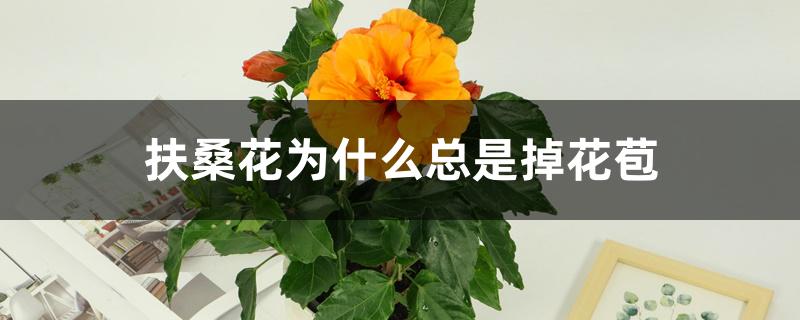 扶桑花为什么总是掉花苞 扶桑花为什么总是掉花苞