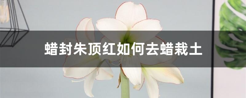蜡封朱顶红如何去蜡栽土 蜡封朱顶红如何去蜡栽土