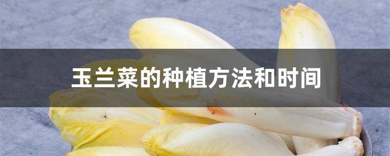玉兰菜的种植方法和时间 玉兰菜的种植方法和时间