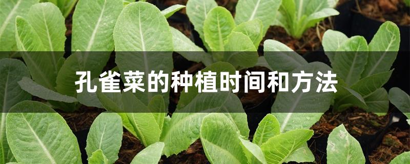 孔雀菜的种植时间和方法 孔雀菜的种植时间和方法