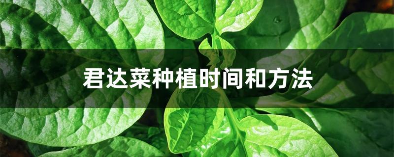君达菜种植时间和方法 君达菜种植时间和方法
