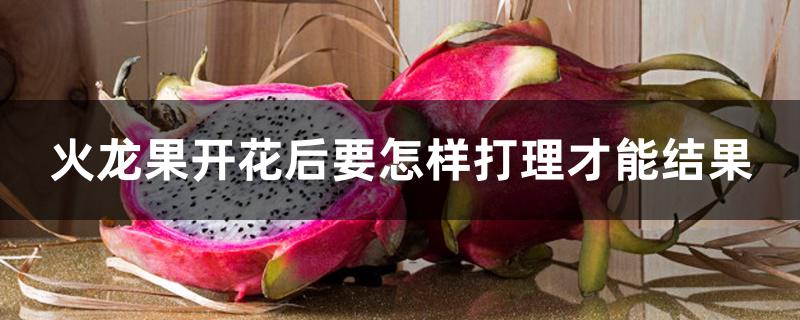 火龙果开花后要怎样打理才能结果 火龙果开花后要怎样打理才能结果