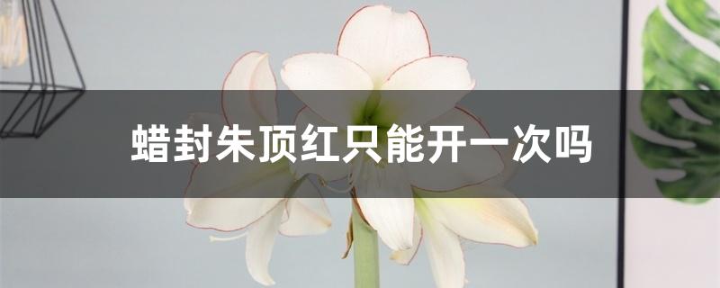 蜡封朱顶红只能开一次吗 蜡封朱顶红只能开一次吗