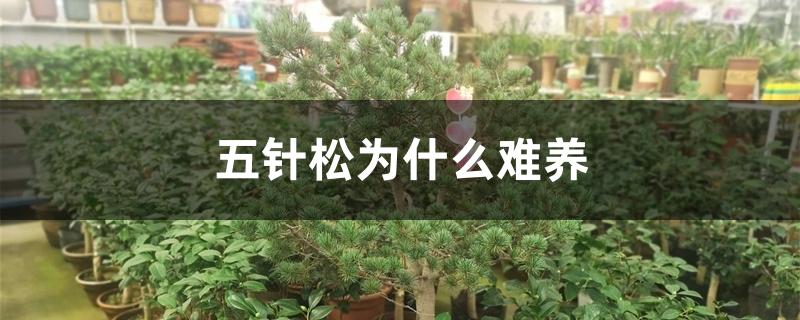 五针松为什么难养 五针松为什么难养