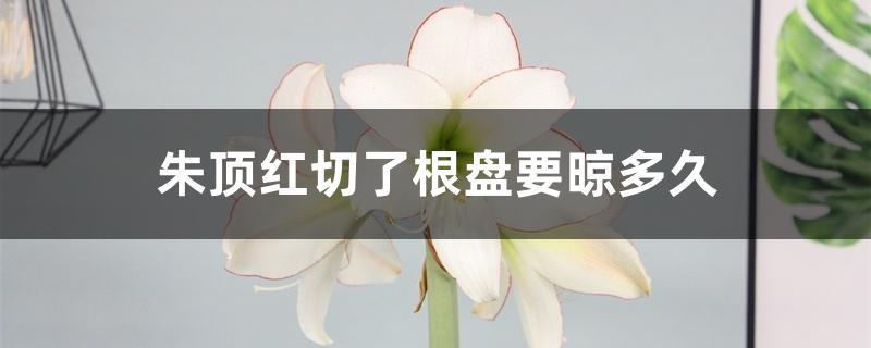朱顶红切了根盘要晾多久 朱顶红切了根盘要晾多久