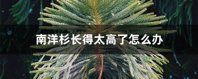 南洋杉长得太高了怎么办 南洋杉长得太高了怎么办