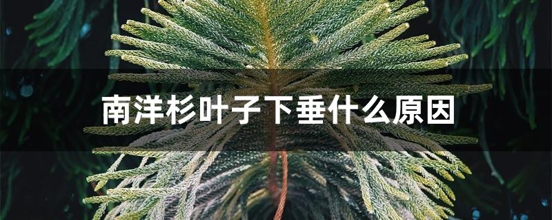 南洋杉叶子下垂什么原因