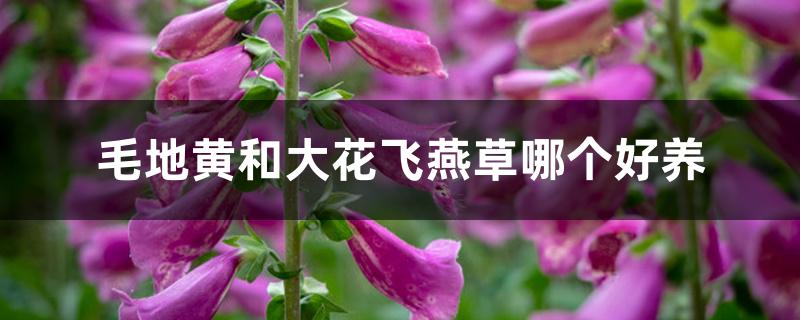 毛地黄和大花飞燕草哪个好养 毛地黄和大花飞燕草哪个好养