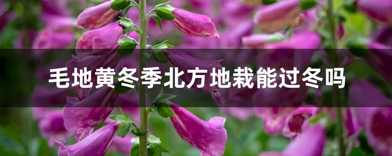 毛地黄冬季北方地栽能过冬吗 毛地黄冬季北方地栽能过冬吗