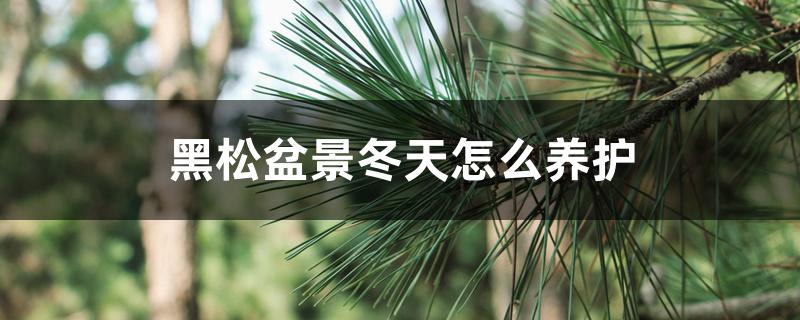 黑松盆景冬天怎么养护 黑松盆景冬天怎么养护