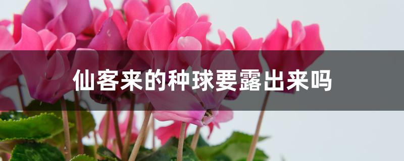 仙客来的种球要露出来吗 仙客来的种球要露出来吗