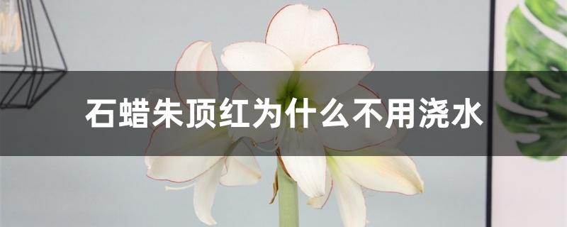 石蜡朱顶红为什么不用浇水 石蜡朱顶红为什么不用浇水