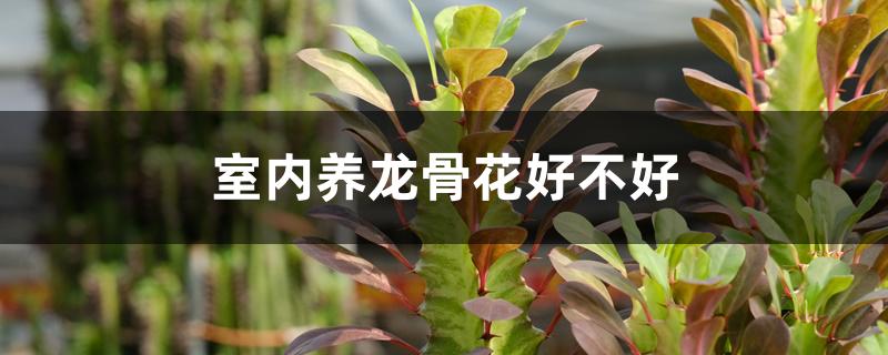 室内养龙骨花好不好 室内养龙骨花好不好