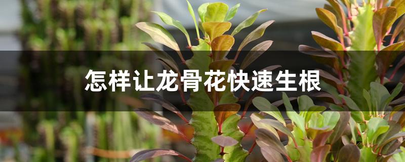 怎样让龙骨花快速生根 怎样让龙骨花快速生根