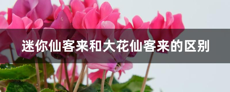 迷你仙客来和大花仙客来的区别 迷你仙客来和大花仙客来的区别