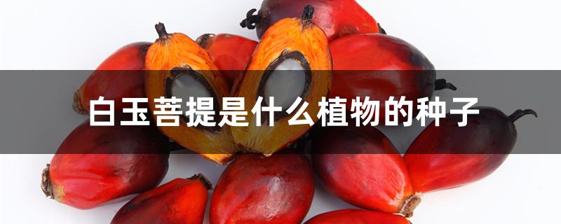 白玉菩提是什么植物的种子 白玉菩提是什么植物的种子
