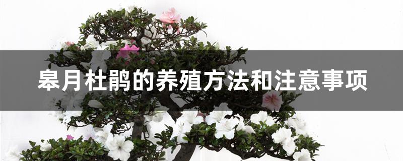 皋月杜鹃的养殖方法和注意事项