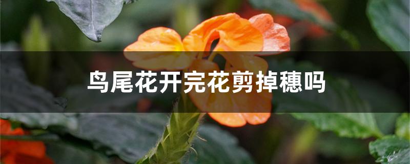 鸟尾花开完花剪掉穗吗 鸟尾花开完花剪掉穗吗