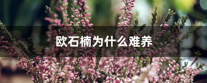 欧石楠为什么难养