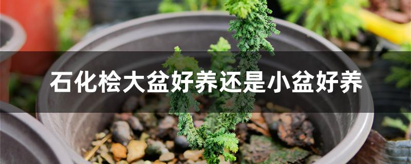 石化桧大盆好养还是小盆好养 石化桧大盆好养还是小盆好养
